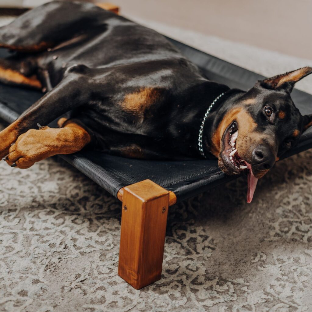 ArtCraftio pet lifestyle photography