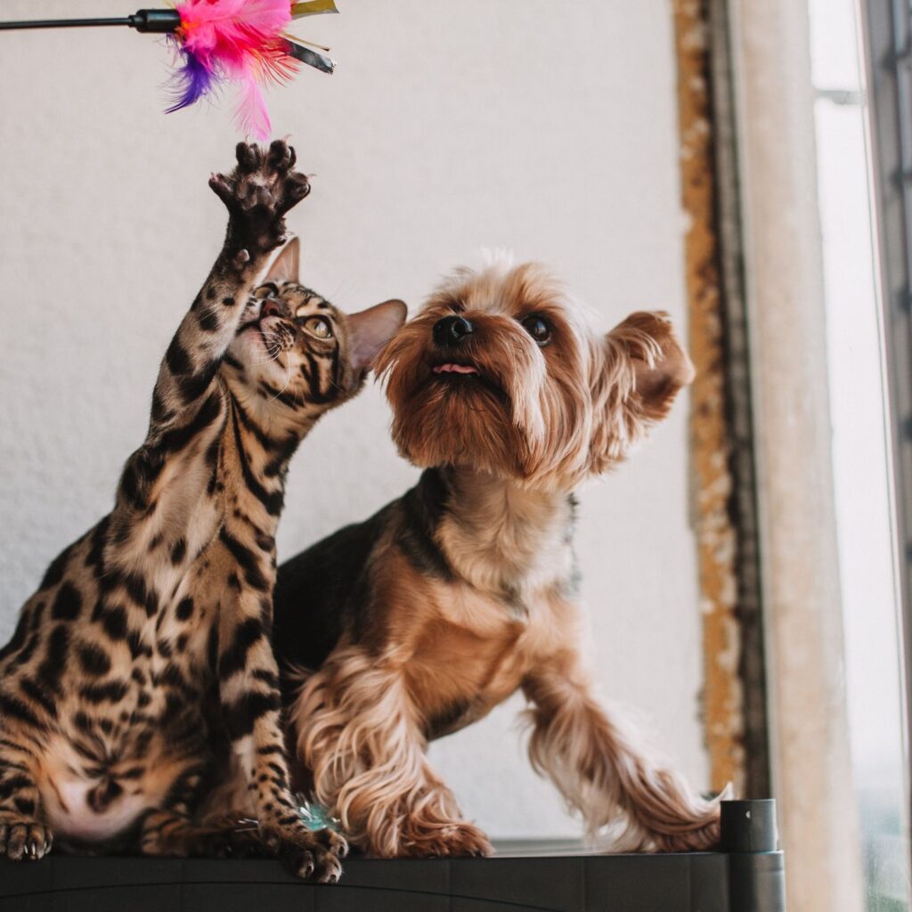 ArtCraftio pet lifestyle photography